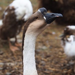 Chinese goose (Anser cygnoides domesticus), 2023-10-13