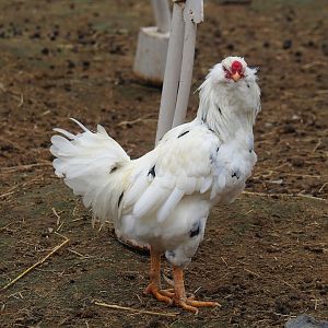 Domestic rooster (Gallus gallus domesticus), 2023-10-13