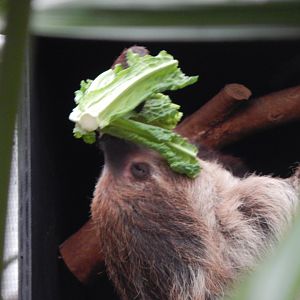 Linnaeus' two-toed sloth 050224