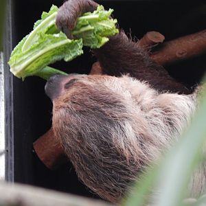 Linnaeus' two-toed sloth 050224