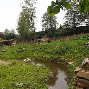 Musk ox exhibit, 2023-10-13