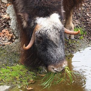 Musk ox (Ovibos moschatus), 2023-10-13