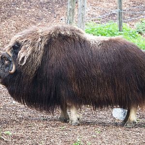 Musk ox (Ovibos moschatus), 2023-10-13