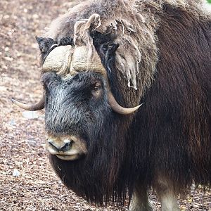 Musk ox (Ovibos moschatus), 2023-10-13