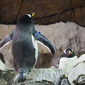 Subantarctic gentoo penguin (Pygoscelis papua papua), 2023-10-13