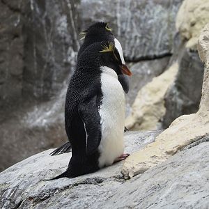 Eastern rockhopper penguin (Eudyptes chrysocome filholi), 2023-10-13