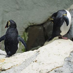 Eastern rockhopper penguins (Eudyptes chrysocome filholi), 2023-10-13