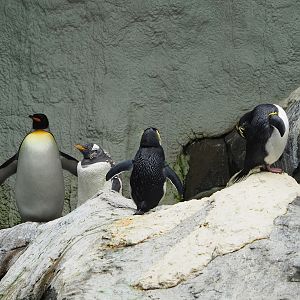Three penguin species, 2023-10-13