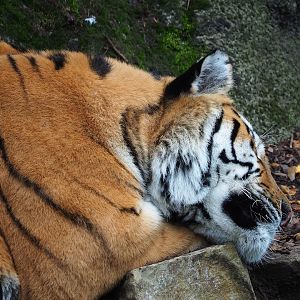 Amur tiger (Panthera tigris altaica), 2023-10-13