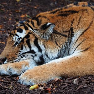 Amur tiger (Panthera tigris altaica), 2023-10-13