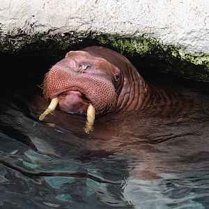 Pacific walrus (Odobenus rosmarus divergens), 2023-10-13