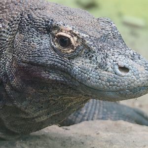 Komodo dragon (Varanus komodoensis), 2023-10-13