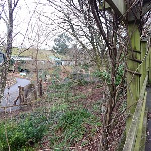 View towards Flamingos from walkway to Reptile Tropics 050224