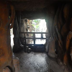 Reptile Tropics - waterfall 050224