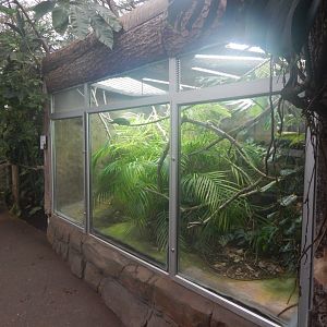 Reptile Tropics - Panther chameleon exhibit 050224