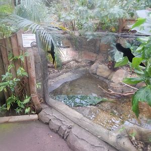 Reptile Tropics - Indochinese box turtle exhibit 050224