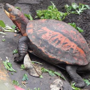 Reptile Tropics - Indochinese box turtle 050224