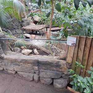 Reptile Tropics - Home's hingeback tortoise exhibit 050224