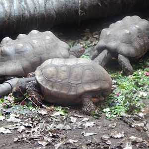 Reptile Tropics - Red-footed tortoises 050224
