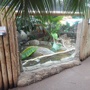 Reptile Tropics - Malaysian giant pond turtle exhibit 050224