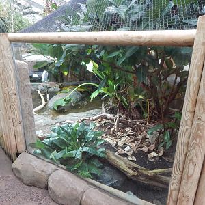Reptile Tropics - Malaysian giant pond turtle exhibit 050224