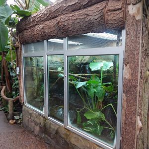 Reptile Tropics - Fea's treefrog exhibit 050224