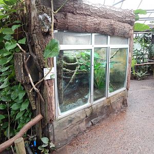 Reptile Tropics - Fea's treefrog exhibit 050224