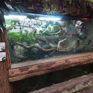 Reptile Tropics - Northern caiman lizard/Yellow-spotted Amazon river turtle exhibit 050224