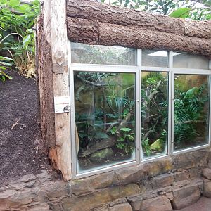 Reptile Tropics - Chinese crocodile lizard exhibit 050224