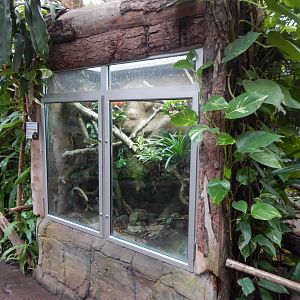 Reptile Tropics - Yellow-banded poison dart frog exhibit 050224