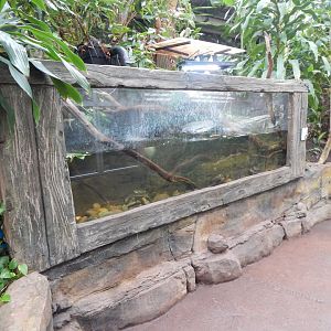 Reptile Tropics - Annam leaf turtle exhibit 050224