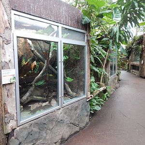 Reptile Tropics - Emerald skink exhibit 050224