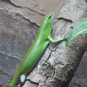 Reptile Tropics - Emerald skink 050224
