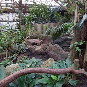 Reptile Tropics 050224