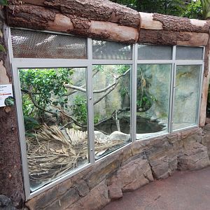 Reptile Tropics - Fiji banded iguana exhibit 050224