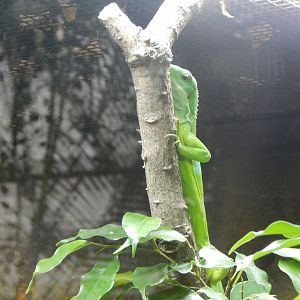 Reptile Tropics - Fiji banded iguana 050224