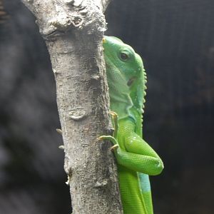 Reptile Tropics - Fiji banded iguana 050224