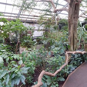 Reptile Tropics 050224