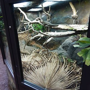 Reptile Tropics - Lesser Antillean iguana 050224