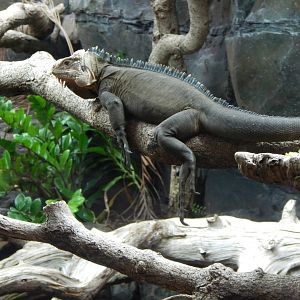 Reptile Tropics - Lesser Antillean iguana 050224
