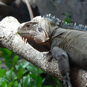 Reptile Tropics - Lesser Antillean iguana 050224