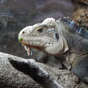 Reptile Tropics - Lesser Antillean iguana 050224