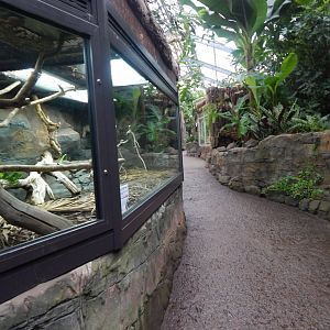 Reptile Tropics 050224