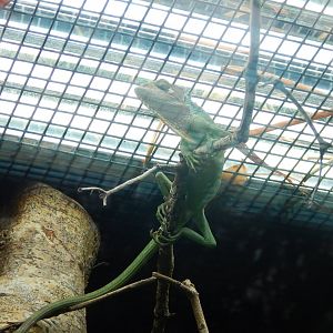 Reptile Tropics - Peruvian bush anole 050224