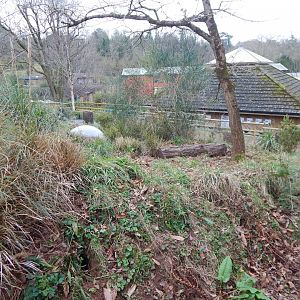 Meerkat enclosure 050224