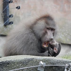 Hamadryas baboon 050224