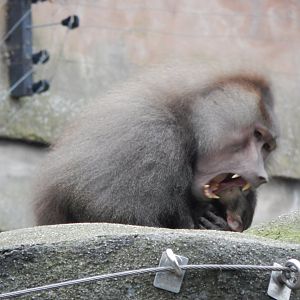 Hamadryas baboon 050224