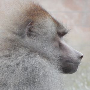 Hamadryas baboon 050224