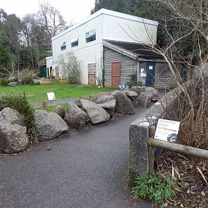 Aldabra giant tortoise exhibit 050224