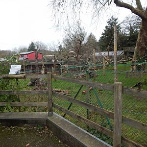 Monkey Heights - Sulawesi crested macaque exhibit 050224